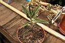 KALANCHOE DAIGREMONTIANA.jpg
